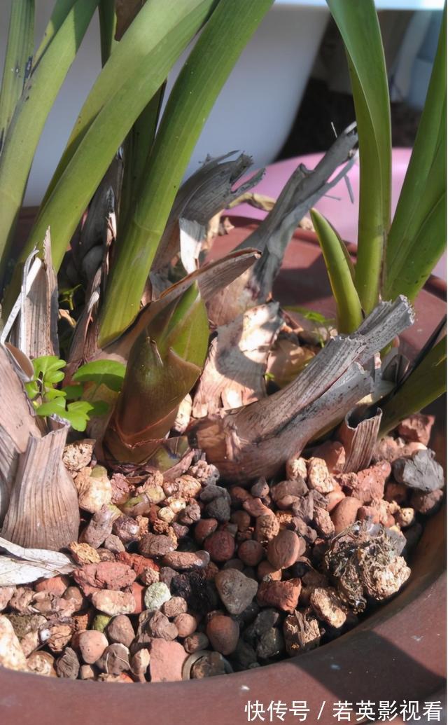 富贵竹|扔花正当时！垃圾桶边看到4种花，赶紧捡回家，一个月就能大变样