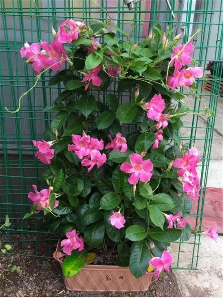 一开就是大半年，枝条沾水就活，根比萝卜还粗！