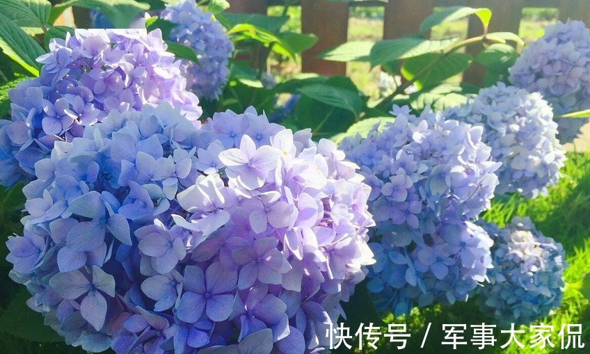 绣球|养绣球花,别忘记1件事,做迟了或不干,花败后植株很难复花