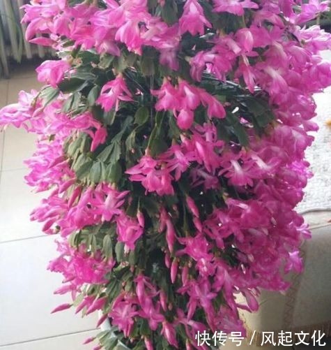 蟹爪兰、月季盆里加点“它”,花苞呼呼冒不停,一个月花朵开满枝