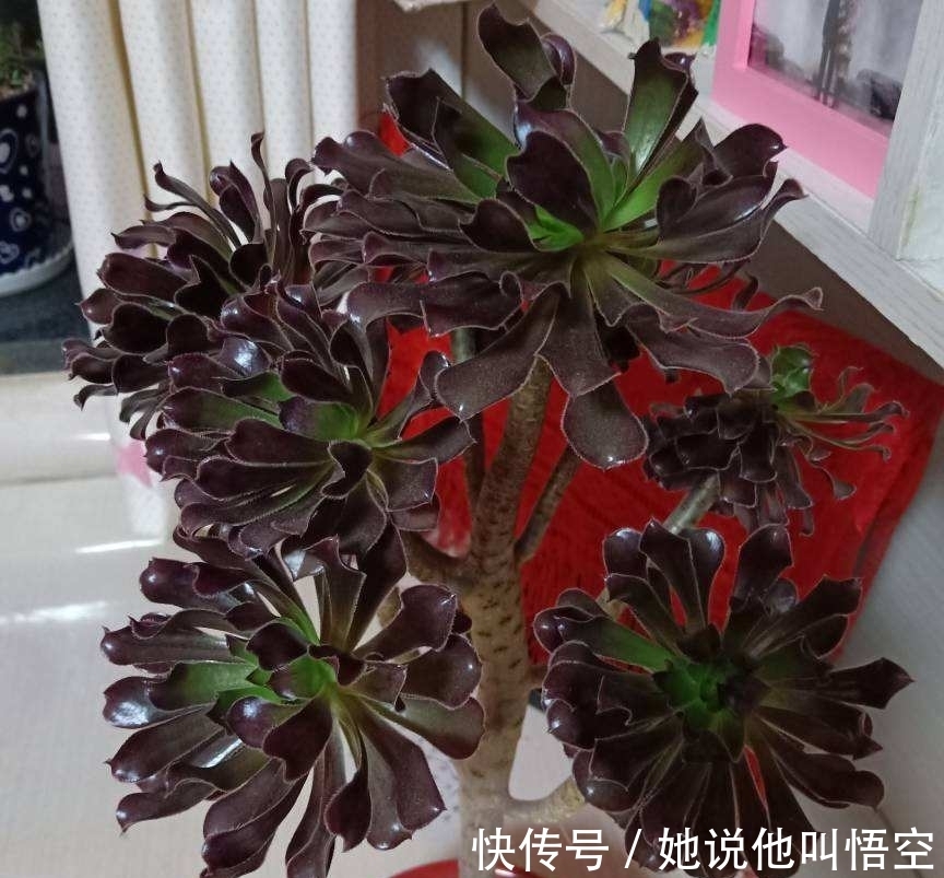 多肉一开花,赶紧剪掉花箭,不然只剩空盆!