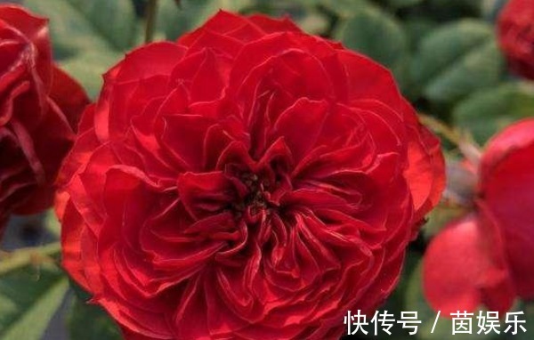 直觉|三个国外培育出来的月季,花朵颜色十分鲜艳,而且抗病性能非常强