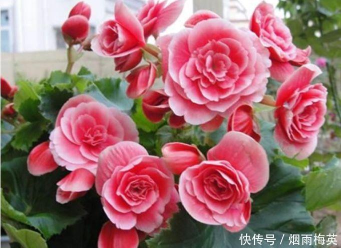 4种花是爆盆能手，好养漂亮，开超超美，人见人爱