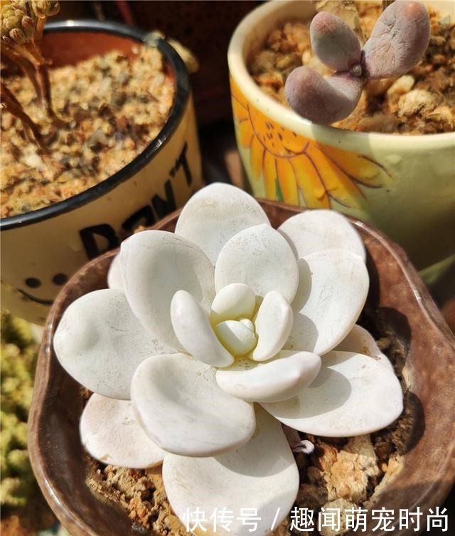 一个月没看的多肉,竟然让人腰酸背痛……