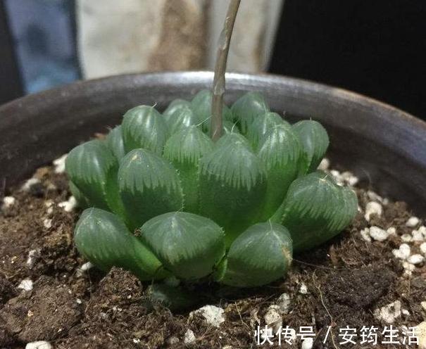 刚种多肉选什么品种此3款好养、容易爆盆,用叶片就能繁殖
