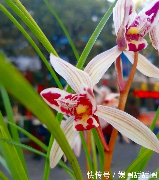 这款顶级兰花,罕见又珍贵,花如蝴蝶,我国独有,不养后悔一辈子