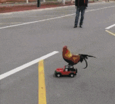 |搞笑GIF段子：对于公鸡来说，开车啥的都不叫事