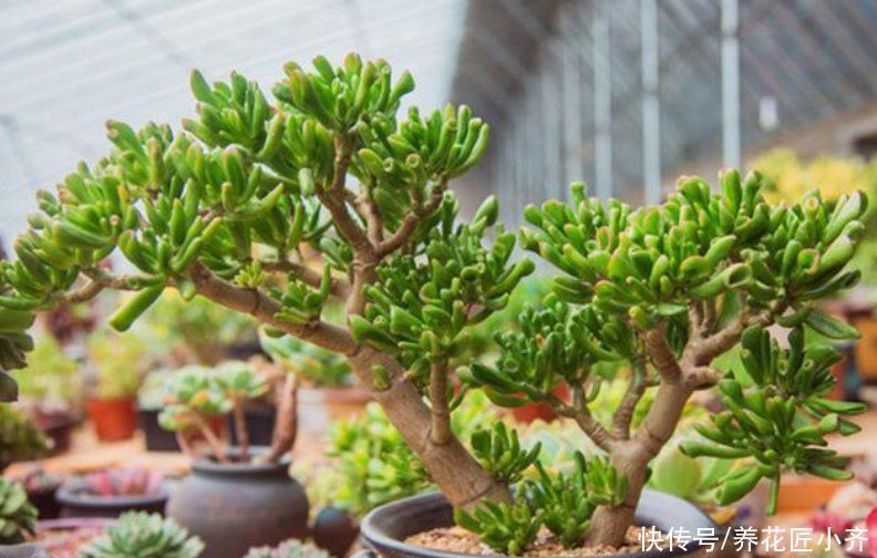 三种可以养成树的“多肉”,不仅漂亮又好养,而且夏季也不休眠