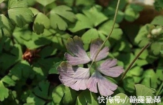 野菜|农村这种“千年老鼠屎”,一斤百元价值很高,如果看到请带回家!