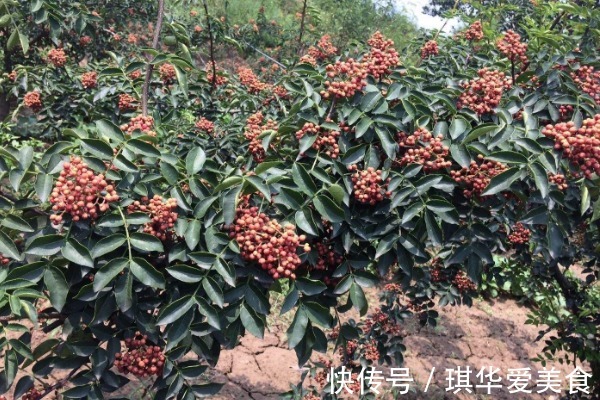 长寿|花椒水片泡脚有利于长寿,但有4个“禁忌”不要犯,早知早受益!