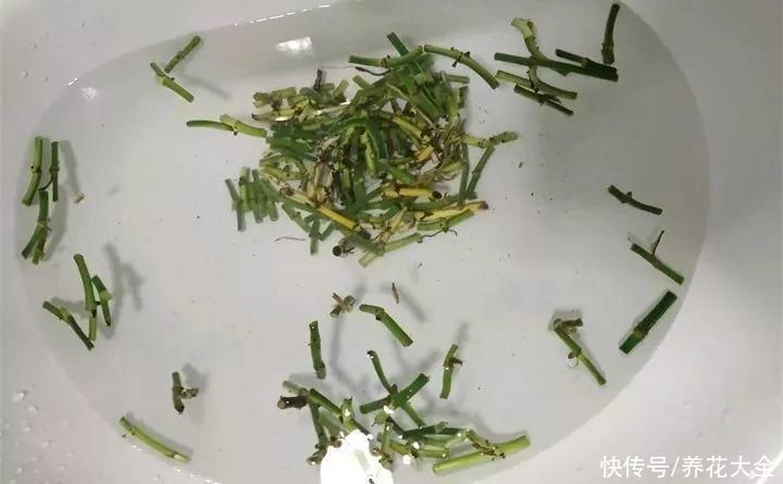 生根|6种花夏天扦插，枝条剁8段、撒土里，3岁小孩都能插活