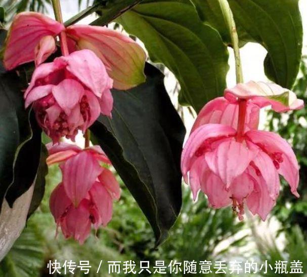 船花|4种花超好养,花期长,叶子翠绿开紫花,比常见花还好看