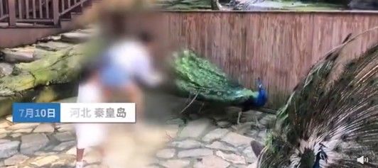 蟹老板|孩子在，能不能文明点！女子为哄娃狠拽孔雀羽毛惹众怒