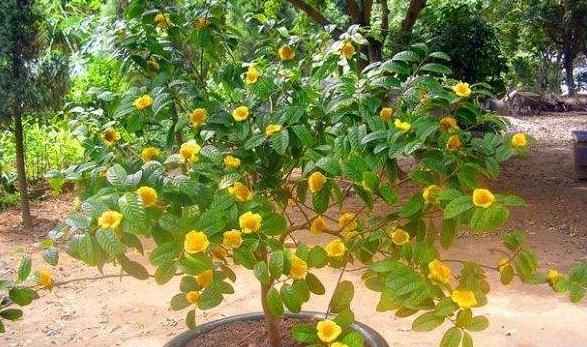 你见过“金茶花”吗？它可是一种珍稀植物，样子绝对惊艳你的双眼