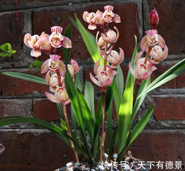 兰花|入秋后养兰花，2件事不能偷懒，不然长势差不开花