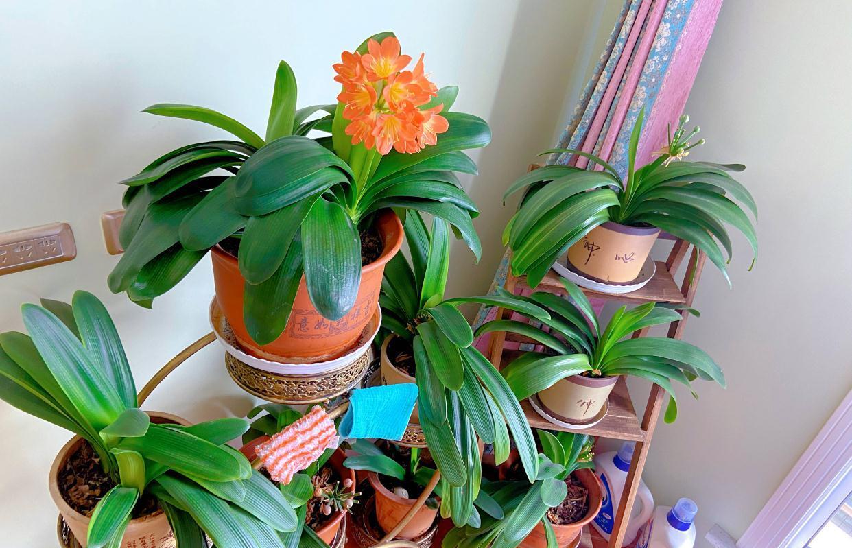 君子兰光长叶不开花该怎么处理?试试2招,开花壮观,一盆变多盆