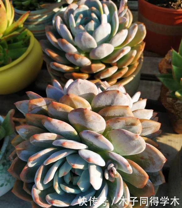 多肉很迷人,养着养着成了“卖家”,一不小心,盖起了大棚