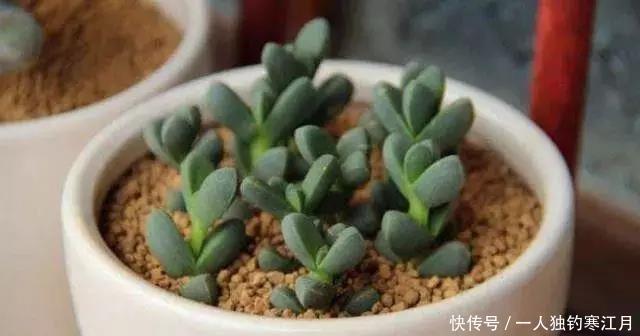 6招教你判断多肉是否缺水,掌握4季浇水法则