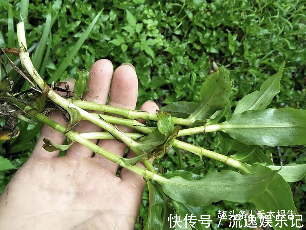 喂猪|俗称“癌草”，价值很珍贵，用来炖豆腐是一绝，可别当杂草除掉了