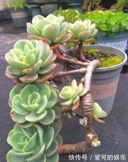 长势|秋冬养碧桃,了解掌握几个要点,颜色靓丽爆小崽,长成小老桩