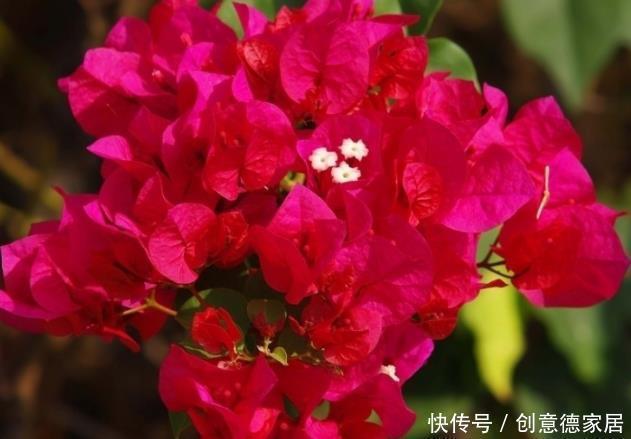 新手养护花卉,就养花开满枝、红彤彤的花卉,比叶子还多!