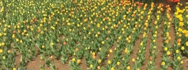 专家|这种病近期高发！沈阳专家提醒：吃抗生素没用！