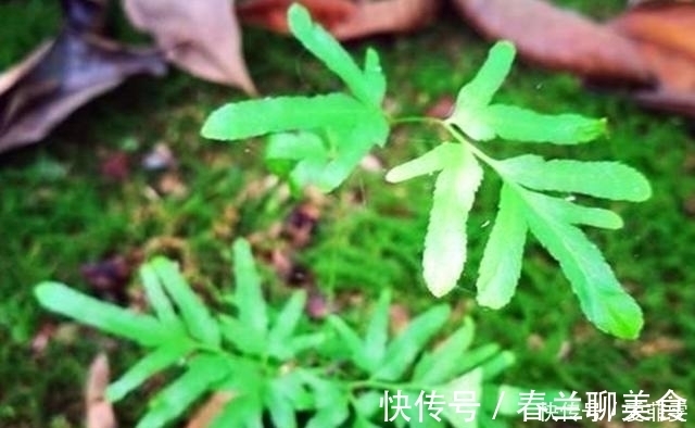 宝贝|这植物叫“金沙藤”，整株都是很好的宝贝，对咳嗽还有很大的用处
