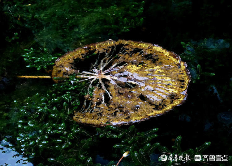 季节更替，大明湖王莲谢幕！生命尽头气势不减，别有韵味|情报站| 大明湖