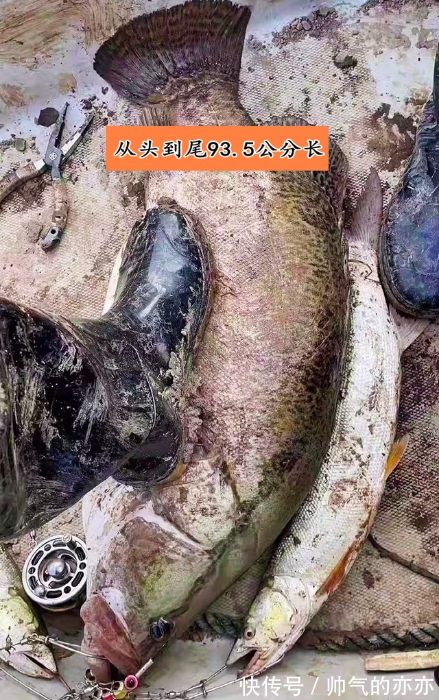 安徽钓友晒出“鳜鱼王”,网友指定是买的!野生的不可能这么大