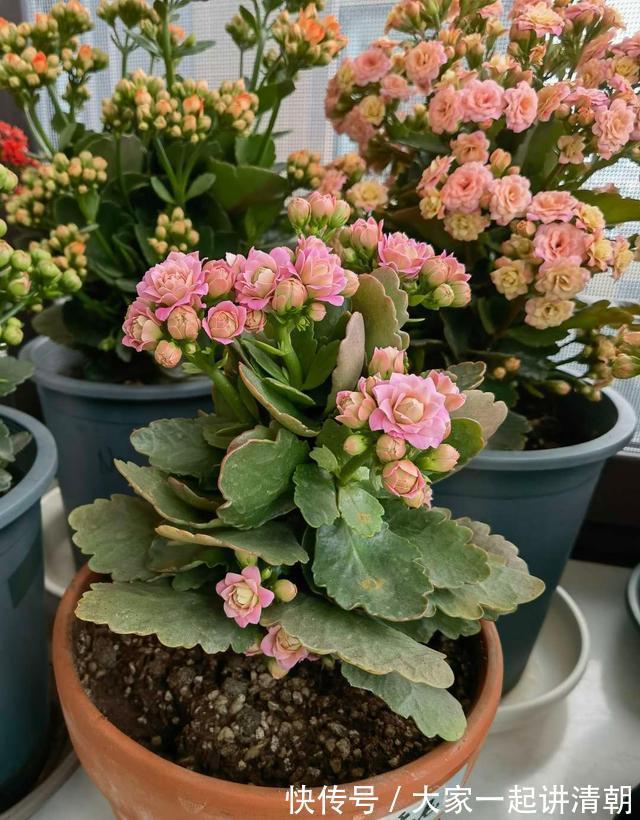 家有老人，适合养这3种花，旺人气，养神养心益长寿