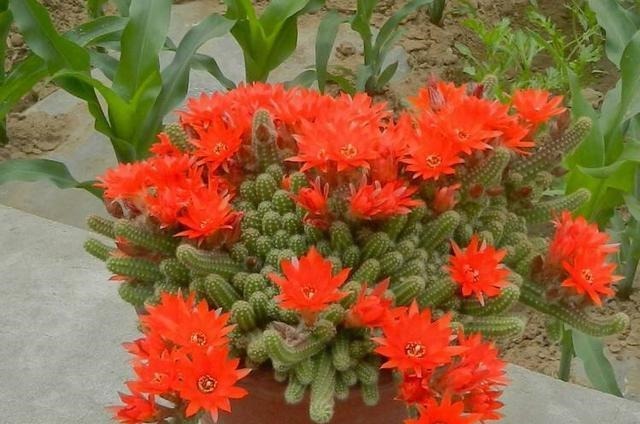 阳台养一盆此植物,不怕晒不怕旱,比仙人掌美,开出朵朵红花