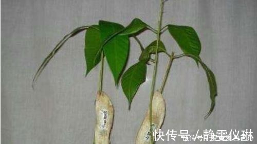 女儿|女儿吃完“它”丢进空花盆,半年后绿油油地长满盆,比盆景还好看!