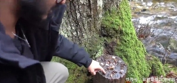 真相|树上长满硬币,大伙称它为“摇钱树”,背后的真相让人佩服