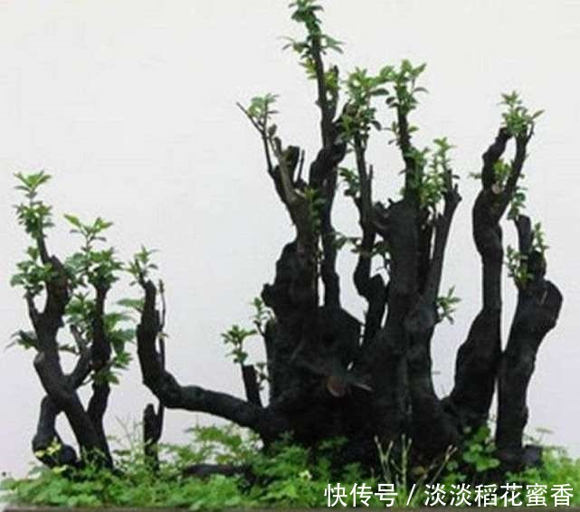 此花再贵,家里都要养2盆,除“细菌”驱害虫,价值珍贵增福气!