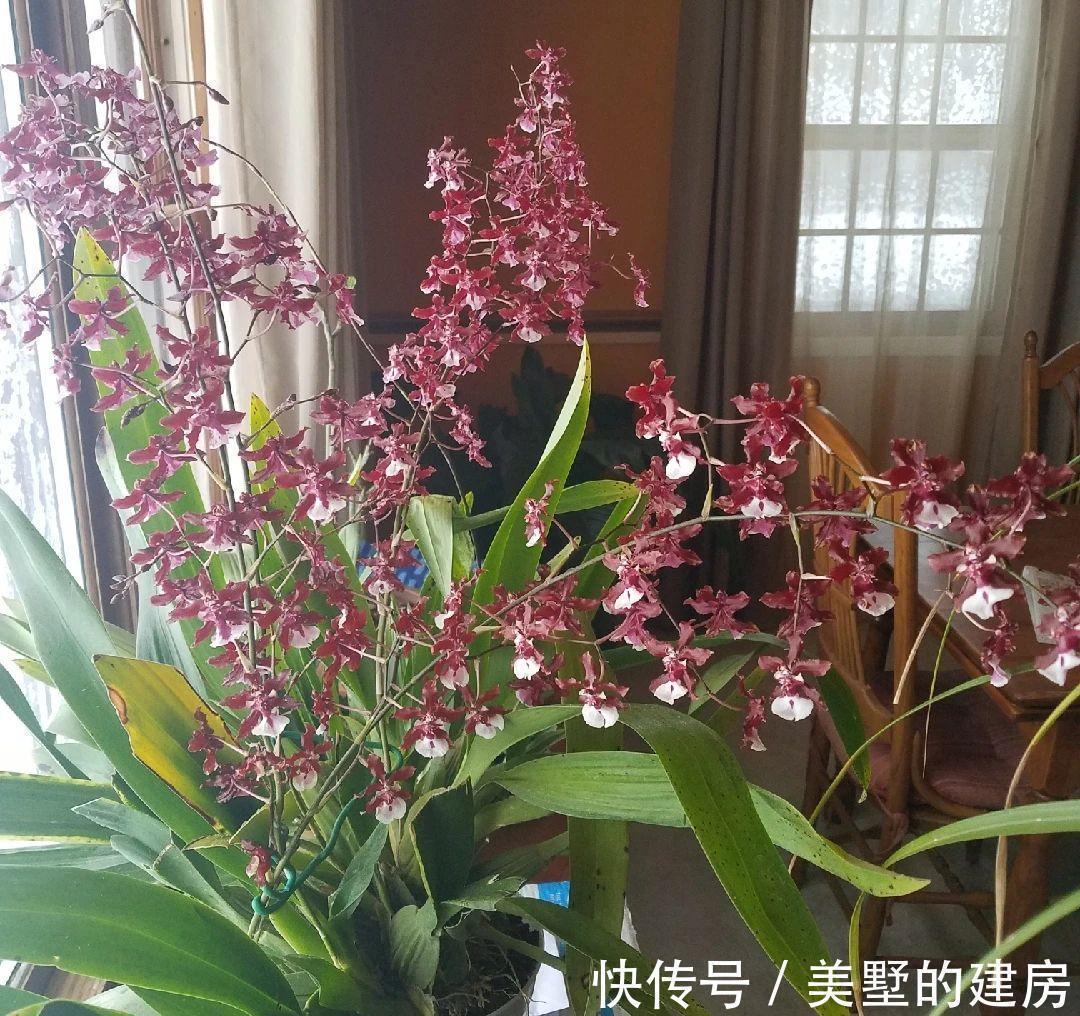 战斗鸡|兰花中的“战斗鸡”,同时开花几百朵,满屋子都是奶香气