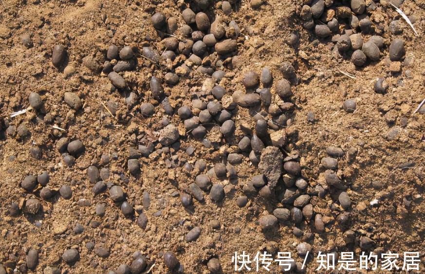 羊粪|有1种农家肥,含氮多,适合养花,腐熟后盆栽啥植物都用得上