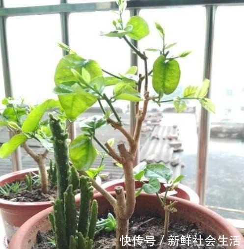 初冬茉莉花养粗正当时，温度控制好，根壮苗粗，来年花大花多！