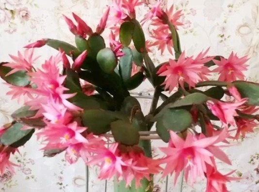 叶子|蟹爪兰叶子“打焉”,用这个“小方法”,叶片肥厚,长势更旺!