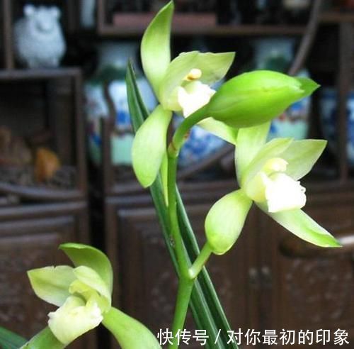 兰花|最爱开花的兰花,花色纯洁,香味浓郁,四季不落花,文人雅士最爱