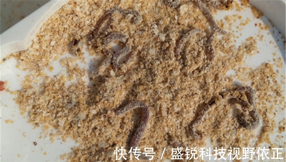 收获|野钓鲫鱼,能做到“三多”和“两勤”,收获一定少不了!