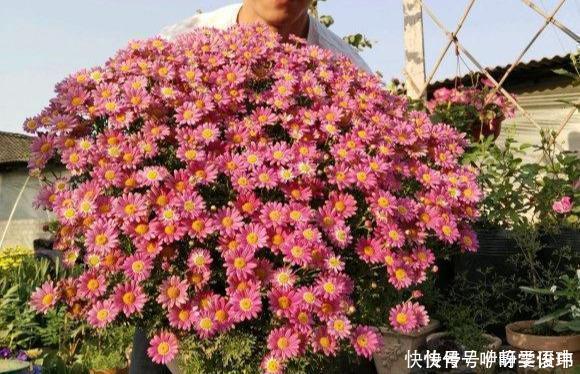 3种“掐头花”,娇生惯养不成器,天天修理它,月月爆花球