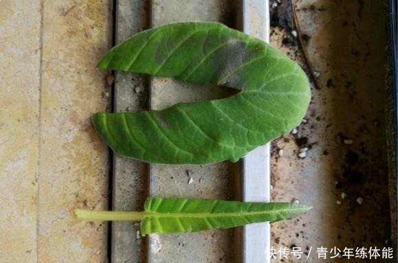 扦插|这种花“太顽强”,叶子“剪碎”插土里还能发芽,开花还非常漂亮!