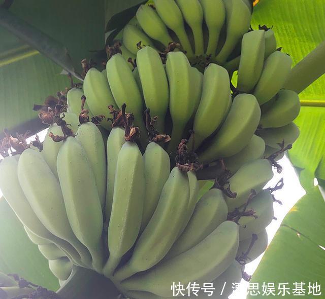 水果店|买香蕉时，选弯的还是直的好？60年老果农教你一招，以后别买错了