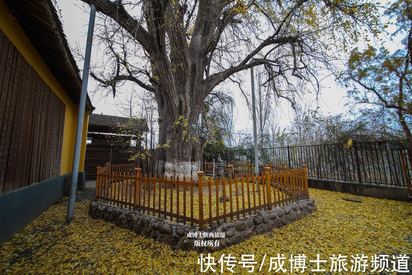 寺院|西安百塔寺为佛教三阶教祖庭，然而并没有塔，只有一棵千年银杏