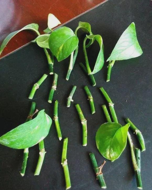 9种漂亮花,现在扦插“正当时”,喜欢别错过