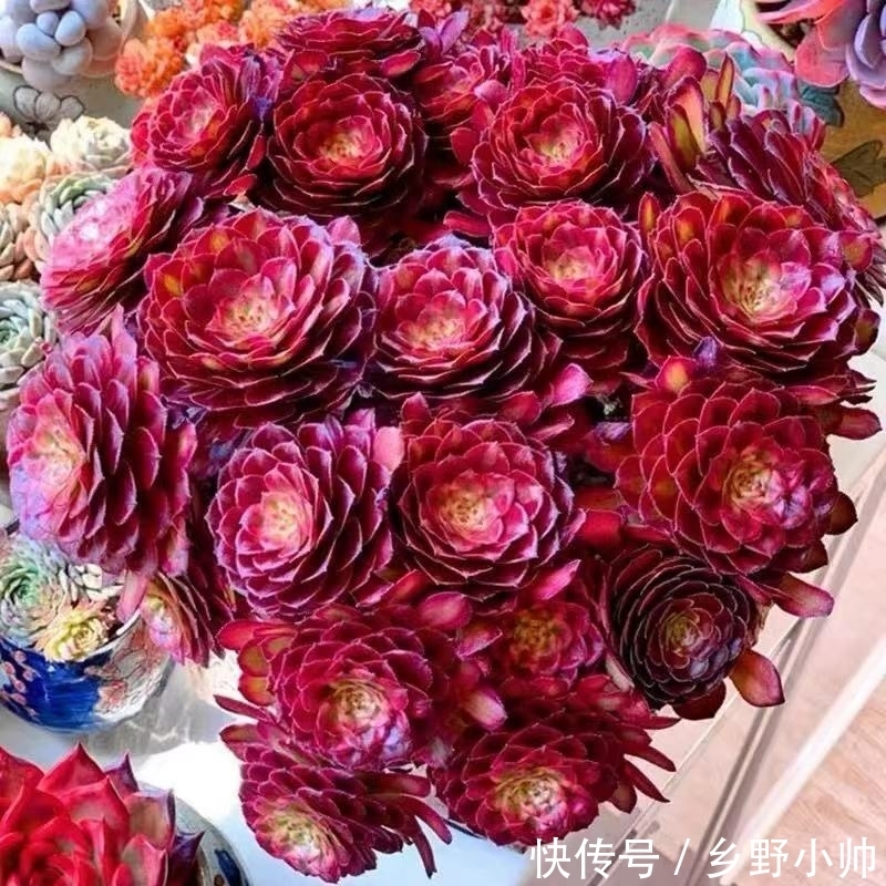 法师|法师还在休眠吗？什么时候开始苏醒？你想知道的都在这里