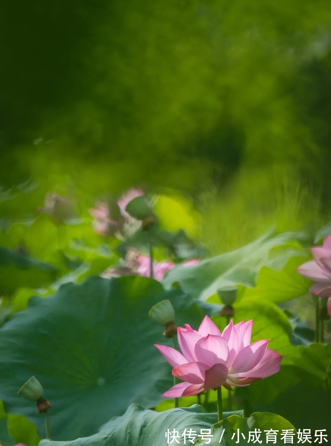 马鞭草|醉蝶花，马鞭草，地肤..