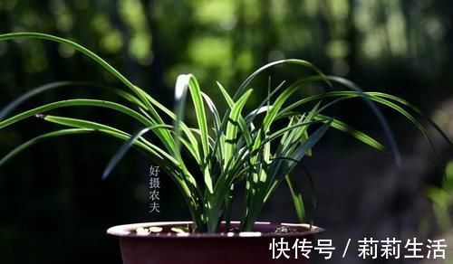 腐殖土|营养土的自制方法,兰友说:这样就简单了,明天开始做