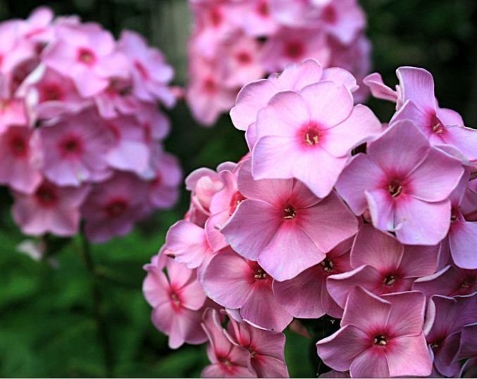 家养这些香香花,有益睡眠观赏效果还好,开花屋里香喷喷