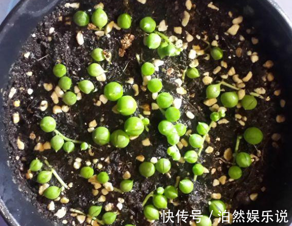 爆盆|养花技巧10种吊兰，好扦插，易爆盆，掐一根一插就是一大盆！